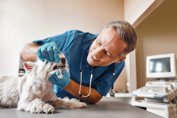 Best Emergency Root Canal Treatment in Burlington, KS